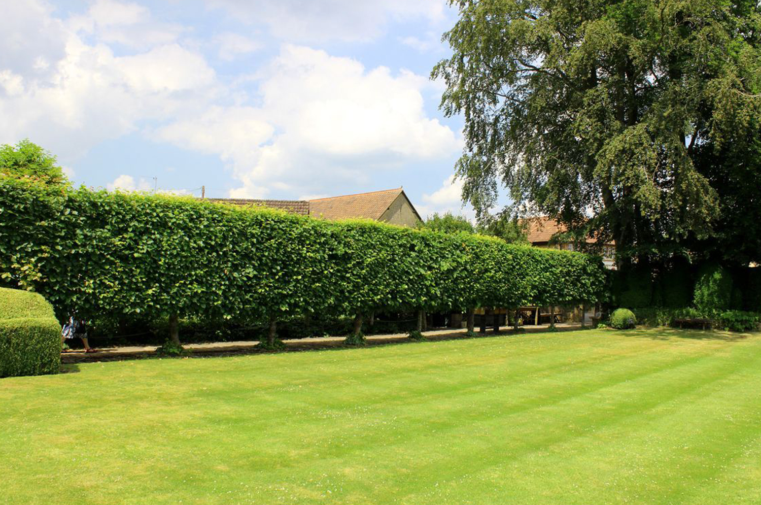 Sečenje žive ograde Beograd